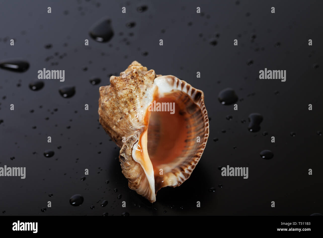 Nasse leere Hülle von rapana venosa auf schwarzem Hintergrund mit Wassertropfen Stockfoto