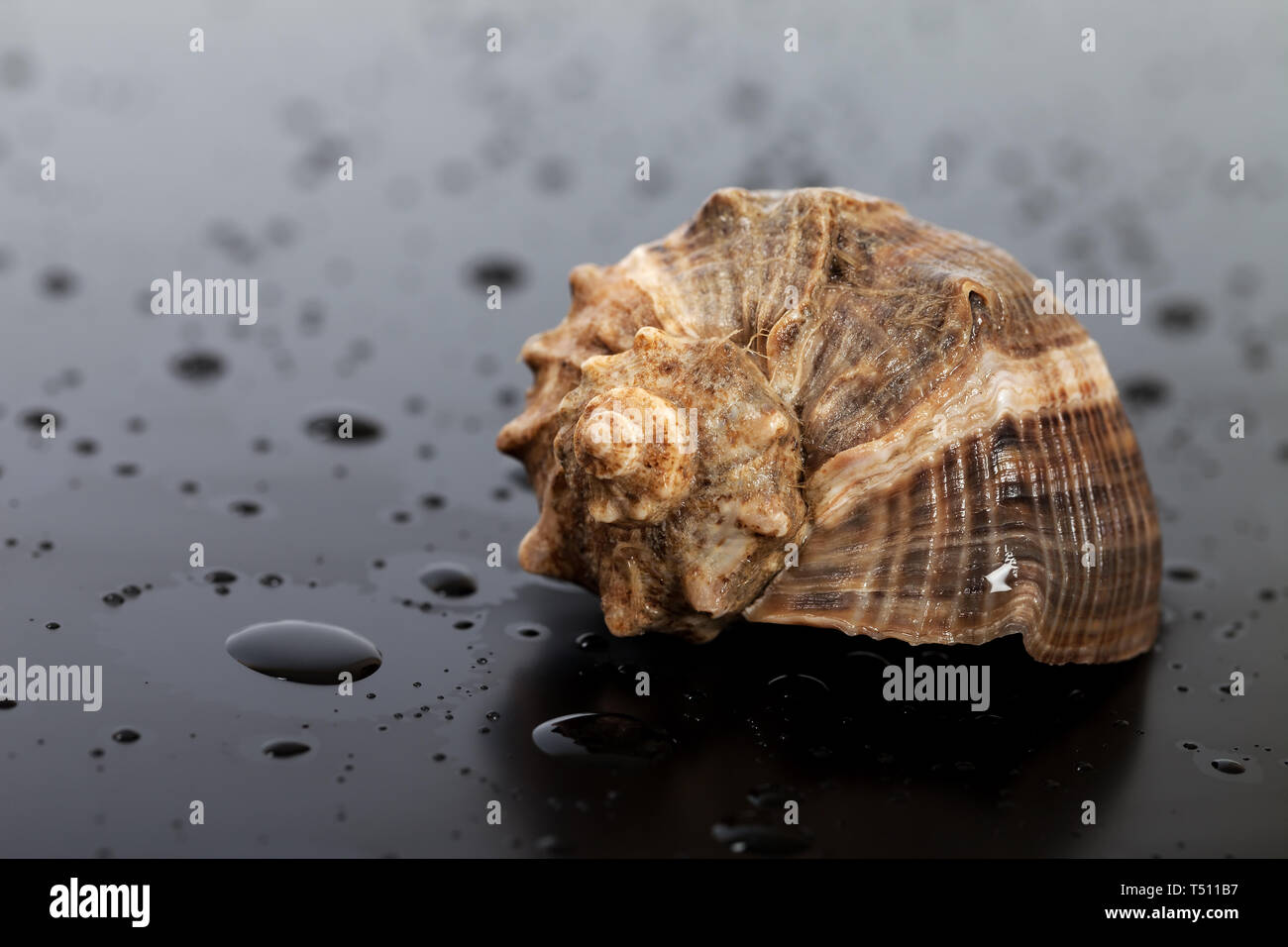 Nasse seashell von rapana venosa auf schwarzem Hintergrund mit Wassertropfen Stockfoto