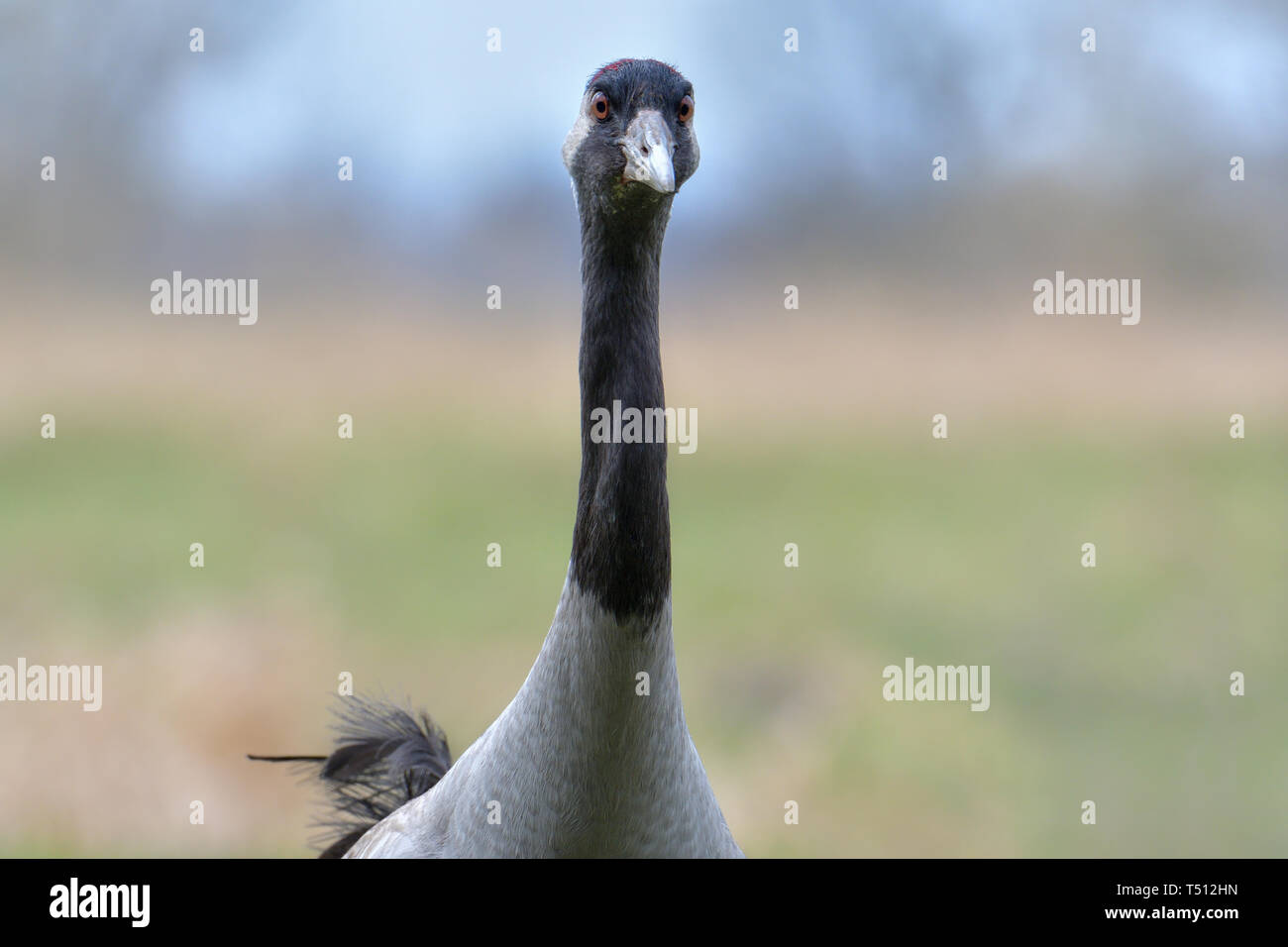 Kranich, Grus Grus, große, graue Vogel Stockfoto