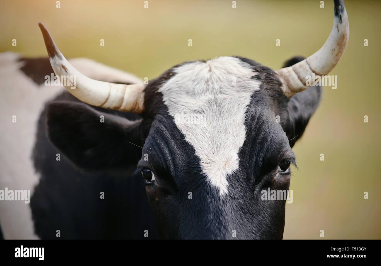 Schwarz Mit Weißen Flecken Stockfotos & Schwarz Mit Weißen Flecken