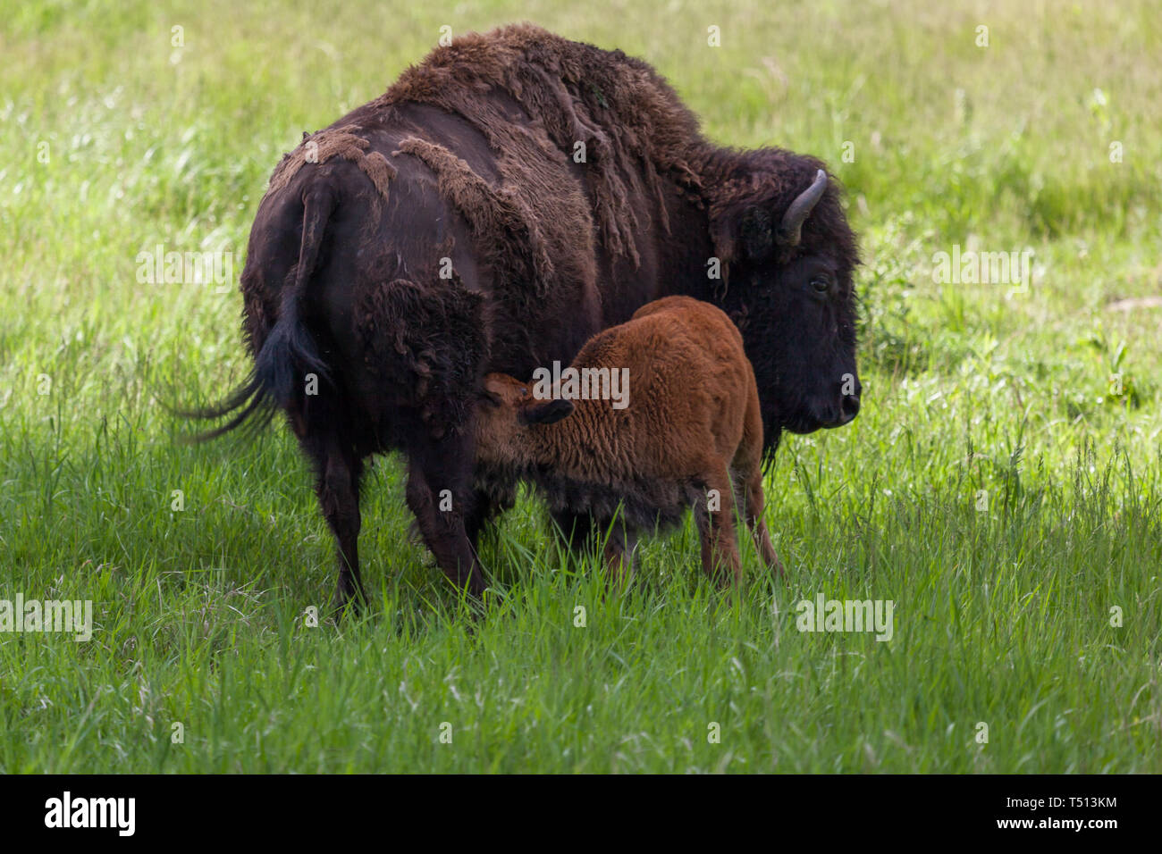Ein Baby bison Pflege von seiner Mutter in einem grünen Feld im Wind Cave National Park, South Dakota. Stockfoto
