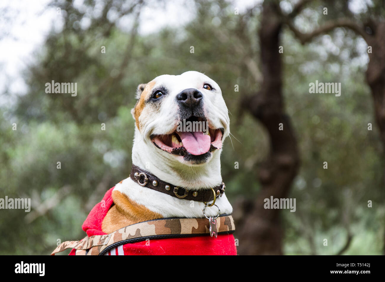 Braune und weiße pitbull Mix, Hund liegend und lächelnd in den Park. Stockfoto