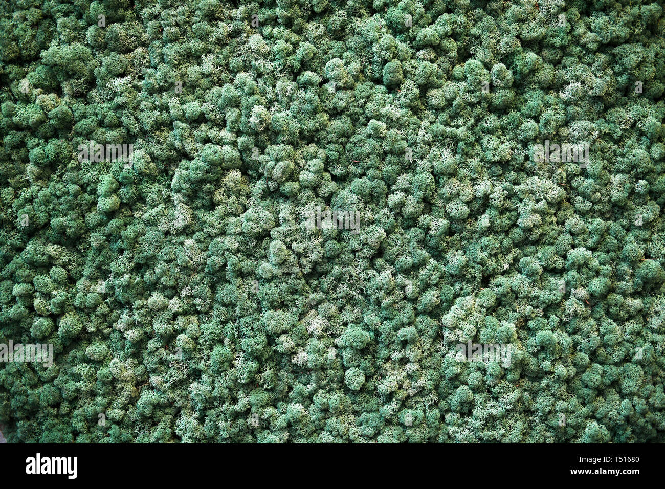 Dichten Teppich von Dunkelgrün Finnland Moss in Vollbild, gesehen von oben in Nahaufnahme. Natürliche Hintergründe Konzept Stockfoto
