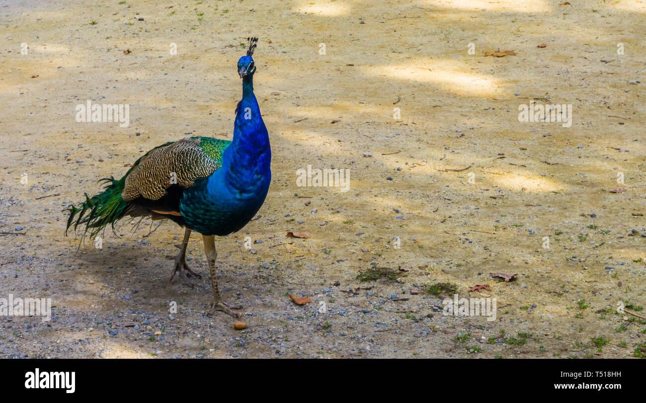 Stecker, blau indischer Pfau zu Fuß in den Sand, beliebte Zierpflanzen Vogel, tropischen Vögeln aus Asien Stockfoto