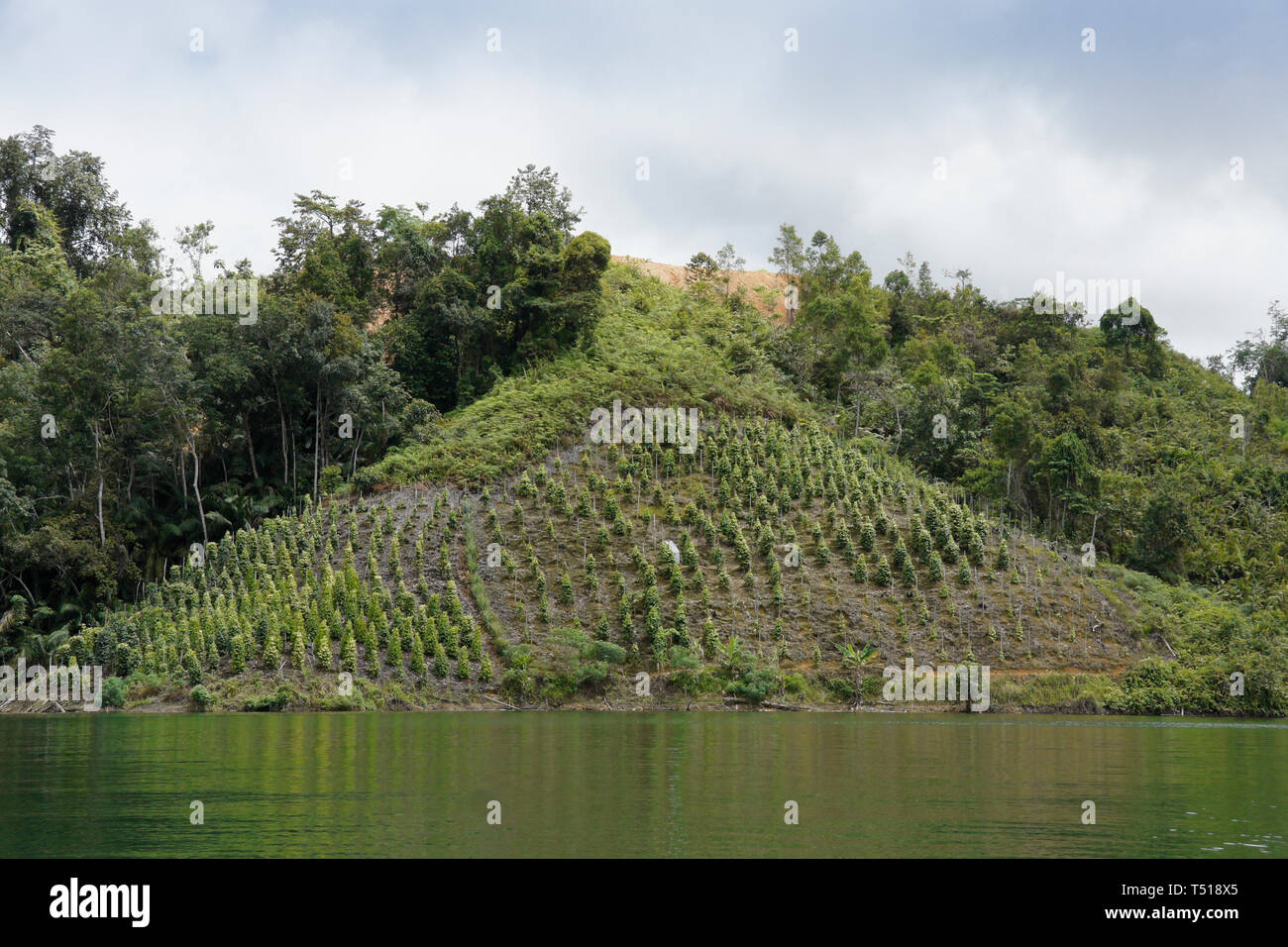 Schwarzer Pfeffer Pflanzen wachsen an einem Hang über dem See, Batang Ai, Sarawak (Borneo), Malaysia Stockfoto