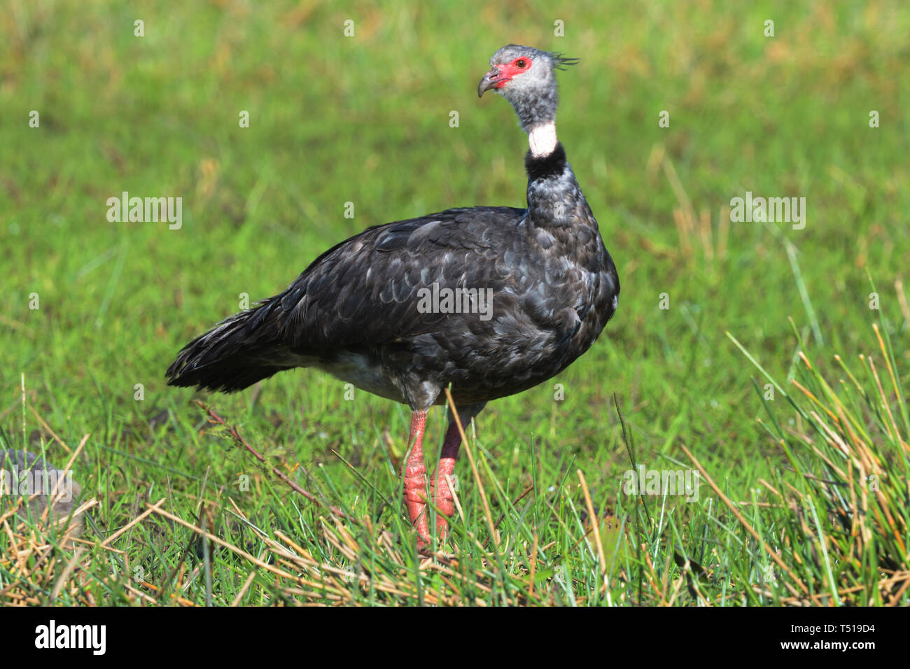 Crested Screamer (Chauna torquata) im Pantanal Feuchtgebiet Stockfoto