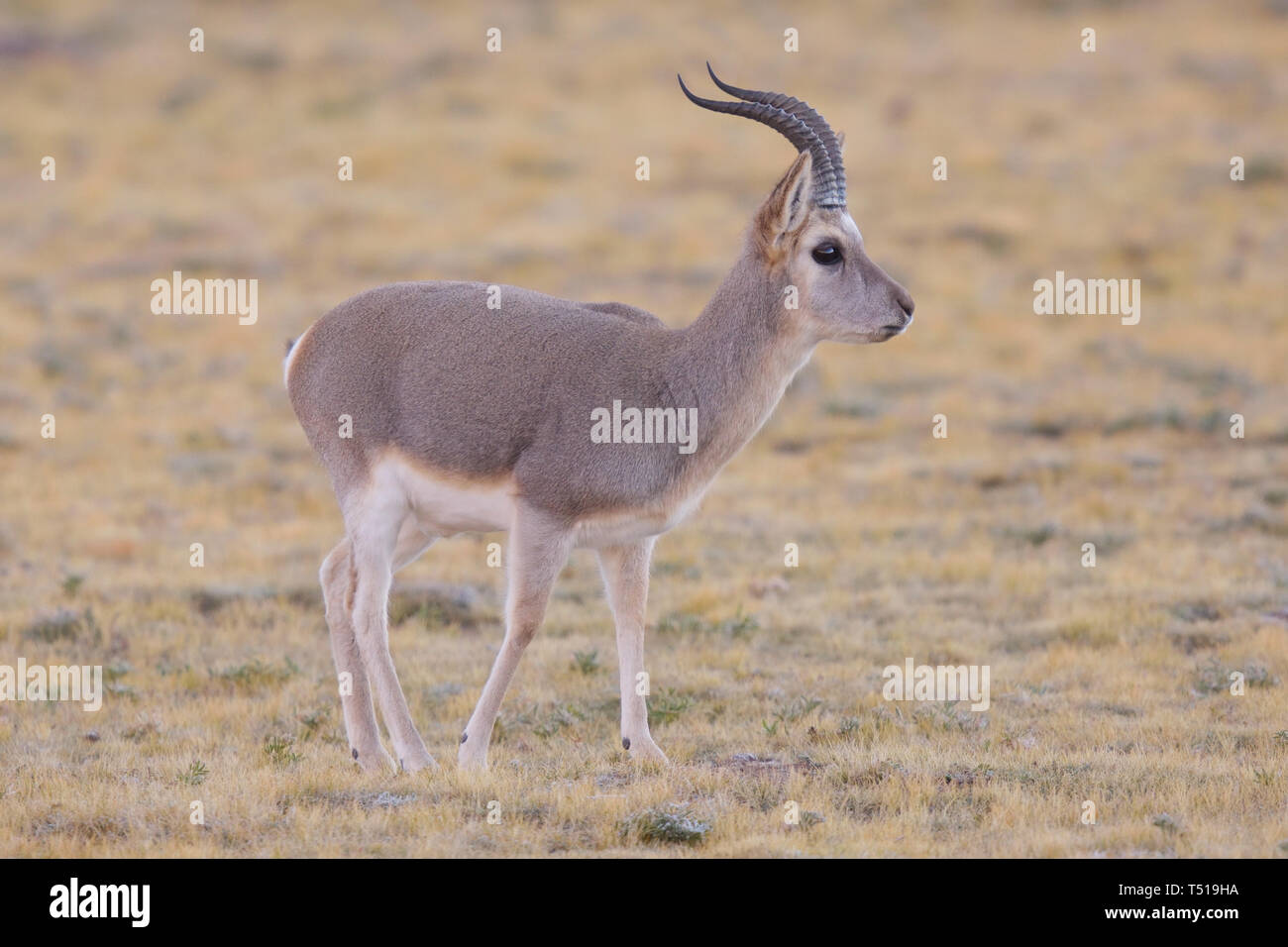 Männliche tibetischen Gazelle (Procapra picticaudata) auf dem tibetischen Hochplateau in China. Stockfoto