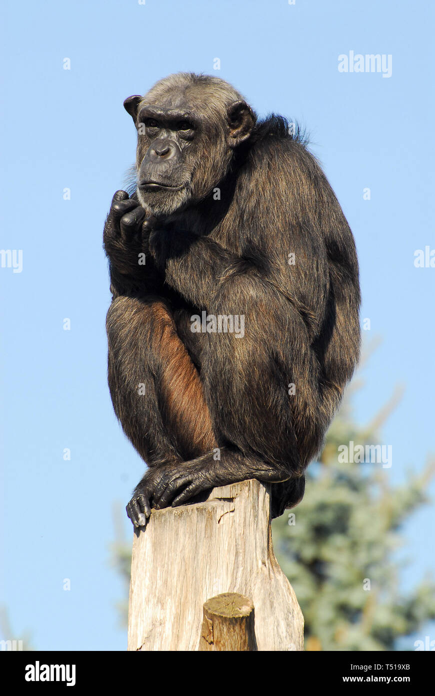 Schimpanse, Schimpanse, Chimpanzé commun, Pan troglodytes, csimpánz Stockfoto