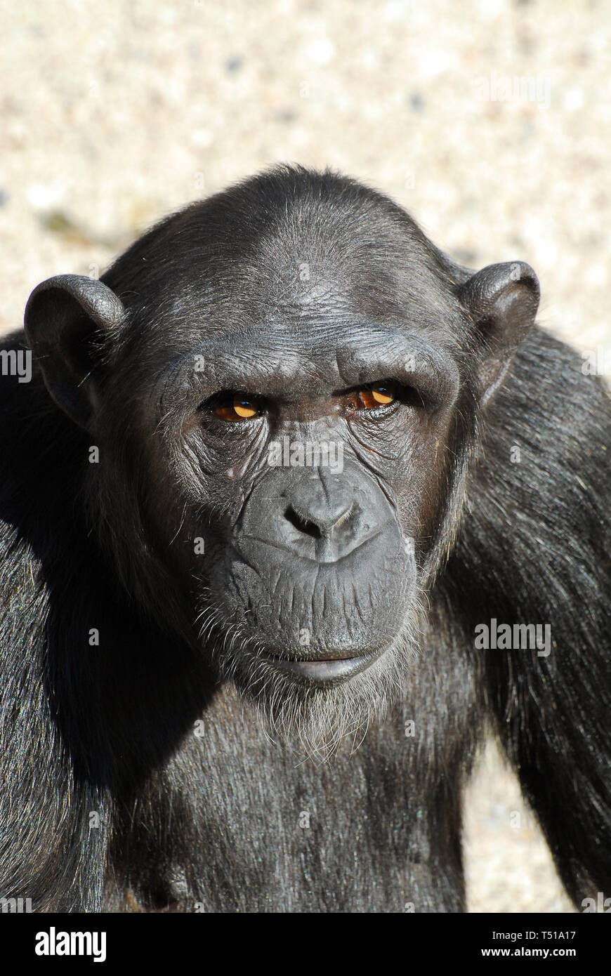 Schimpanse, Schimpanse, Chimpanzé commun, Pan troglodytes, csimpánz Stockfoto