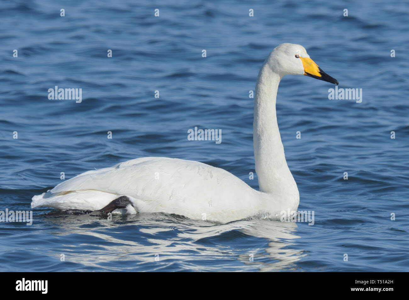 Singschwan (Cygnus Cygnus) Schwimmen im Pazifik, Japan Stockfoto