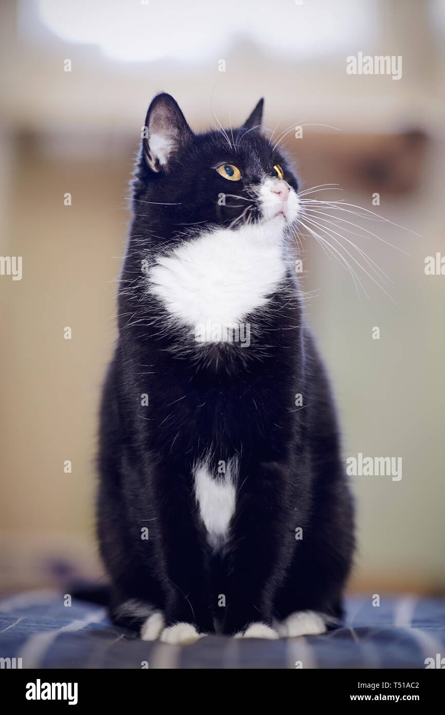 Hauskatze eines schwarz-weißen Farbe, sitzt Stockfoto