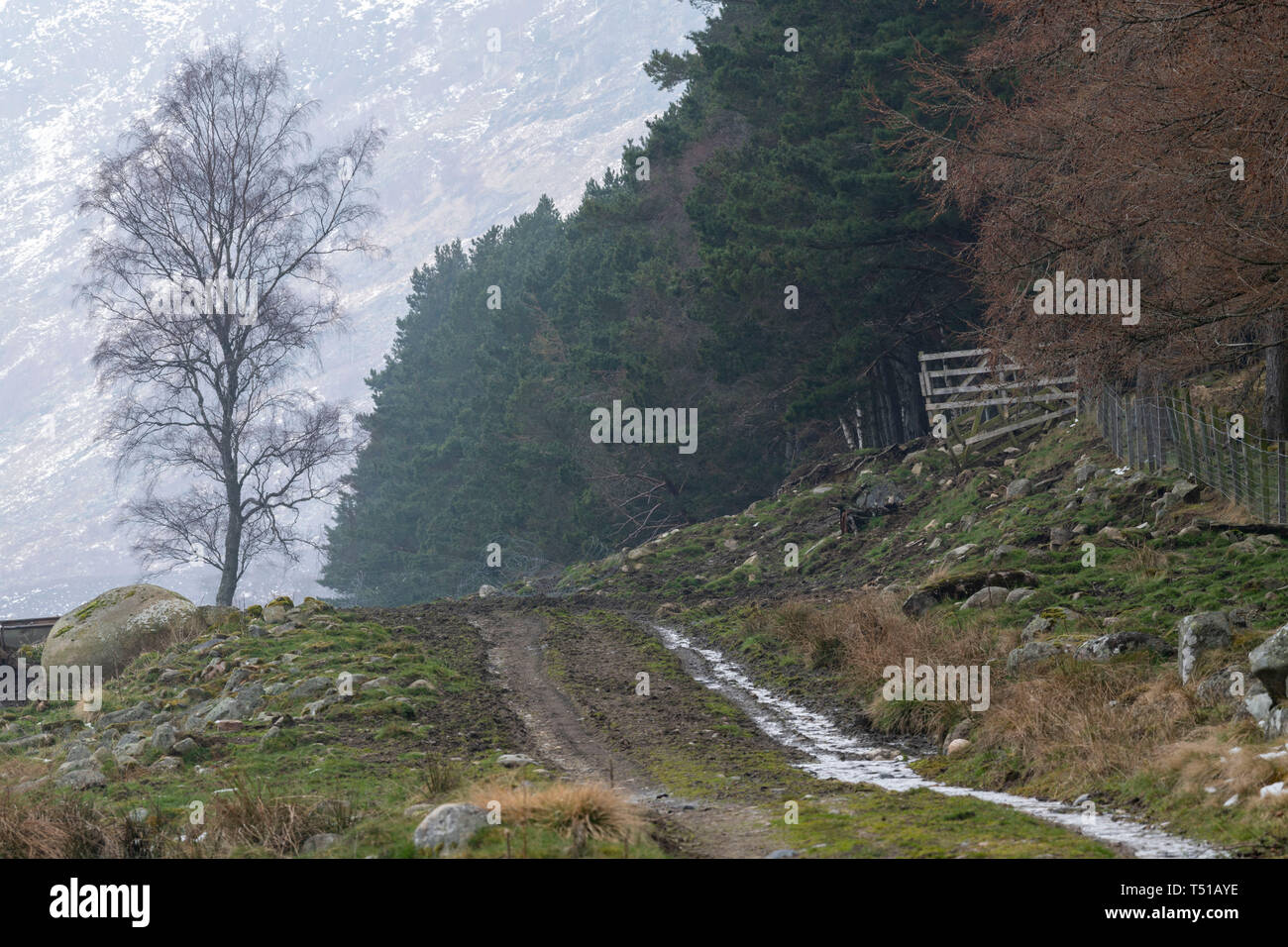 Eine schlammige Strecke neben Nadelwald in Middleton von aberarder in den schottischen Highlands Stockfoto