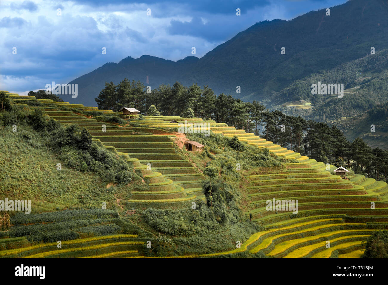 Reisfelder auf Terrassierten von Mu Cang Chai, Yen Bai, Vietnam. Vietnam Landschaften. Stockfoto