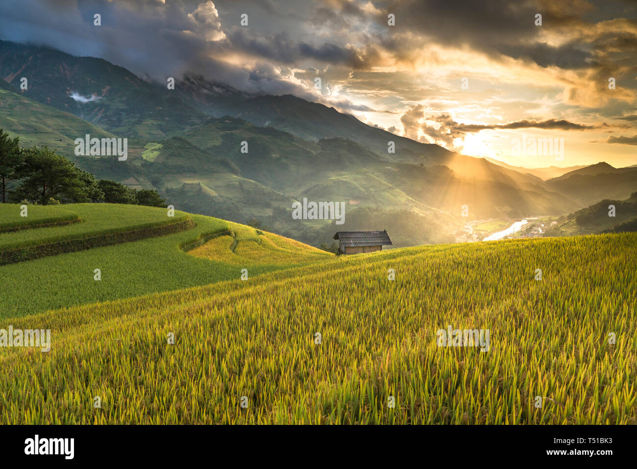 Reisfelder auf Terrassierten von Mu Cang Chai, Yen Bai, Vietnam. Vietnam Landschaften. Stockfoto