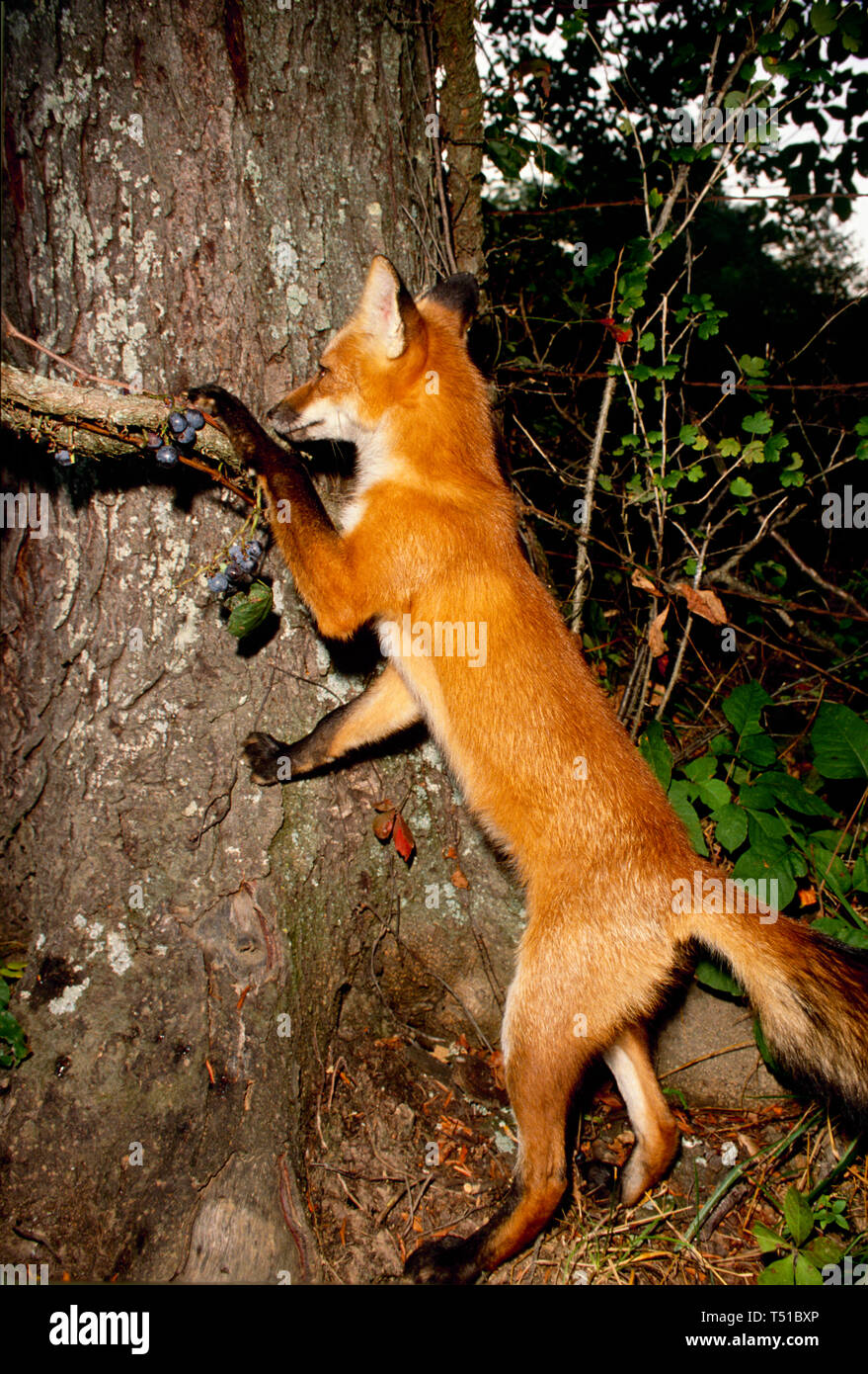 Red Fox, Vulpes fulva, stehend auf die Hinterbeine Essen wild lila Trauben vom Weinstock im Abendlicht, Missouri, USA Stockfoto