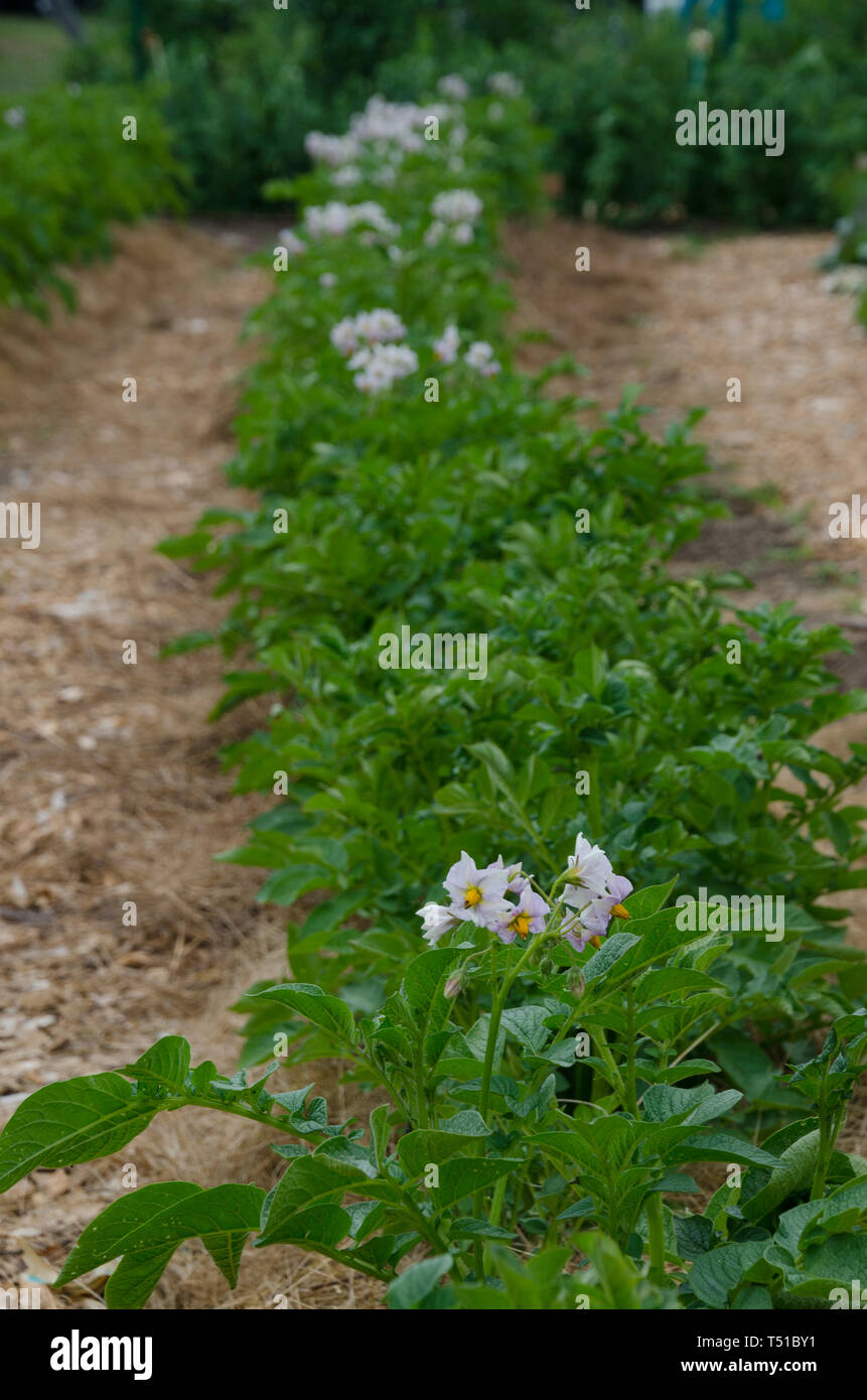 Close up Reihe der wachsenden Kartoffelpflanzen in einem gemeinschaftlichen Garten mit blühenden Blumen, Yarmouth, Maine Stockfoto