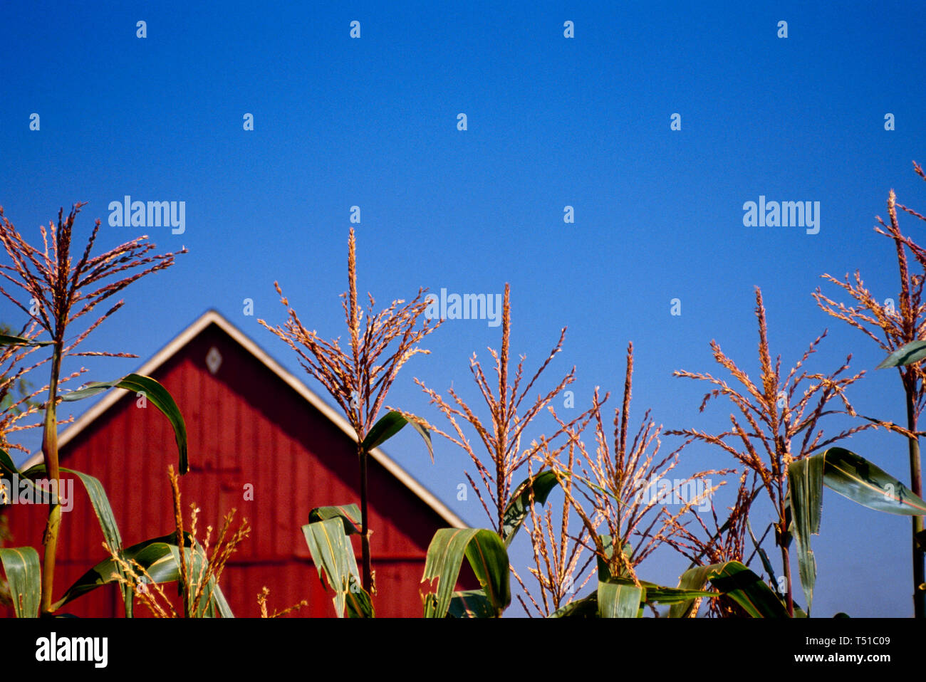 Winkel der Dach auf der alten roten Scheune hinter blühenden Maisquasten im mittleren Westen der Farm auf einem strahlend blauen Himmel, MO, USA Stockfoto