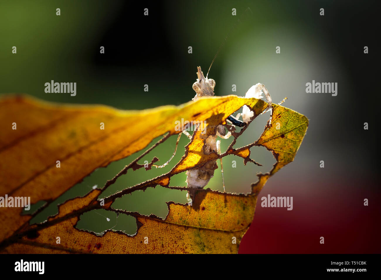 Einhorn Mantis (Ceratomantis saussurii) auf dem gelben Blatt in Ma Da Wald, Vietnam. Close-up Stockfoto