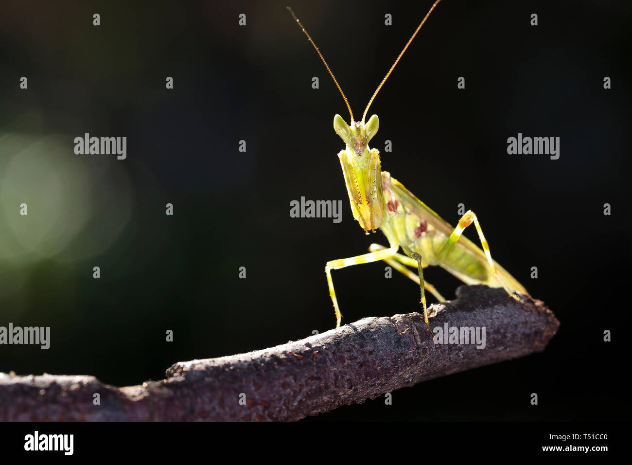 Einhorn Mantis (Ceratomantis saussurii) auf dem gelben Blatt in Ma Da Wald, Vietnam. Close-up Stockfoto