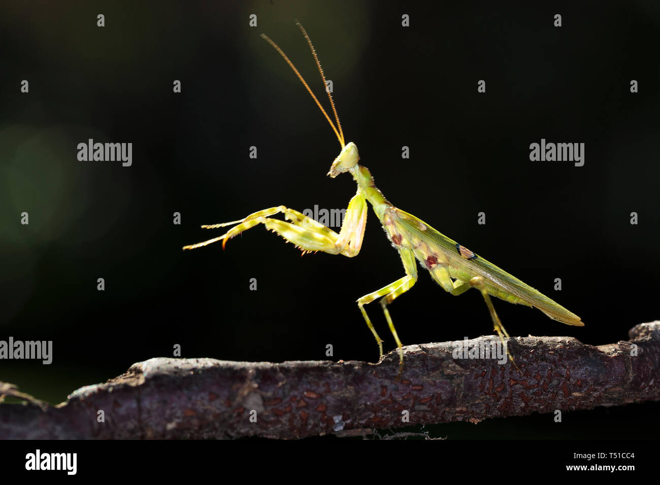 Einhorn Mantis (Ceratomantis saussurii) auf dem gelben Blatt in Ma Da Wald, Vietnam. Close-up Stockfoto