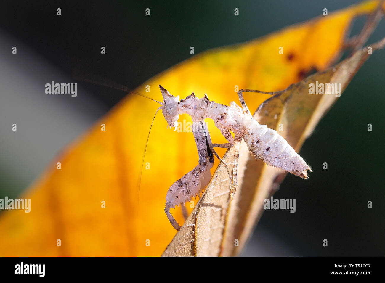 Einhorn Mantis (Ceratomantis saussurii) auf dem gelben Blatt in Ma Da Wald, Vietnam. Close-up Stockfoto