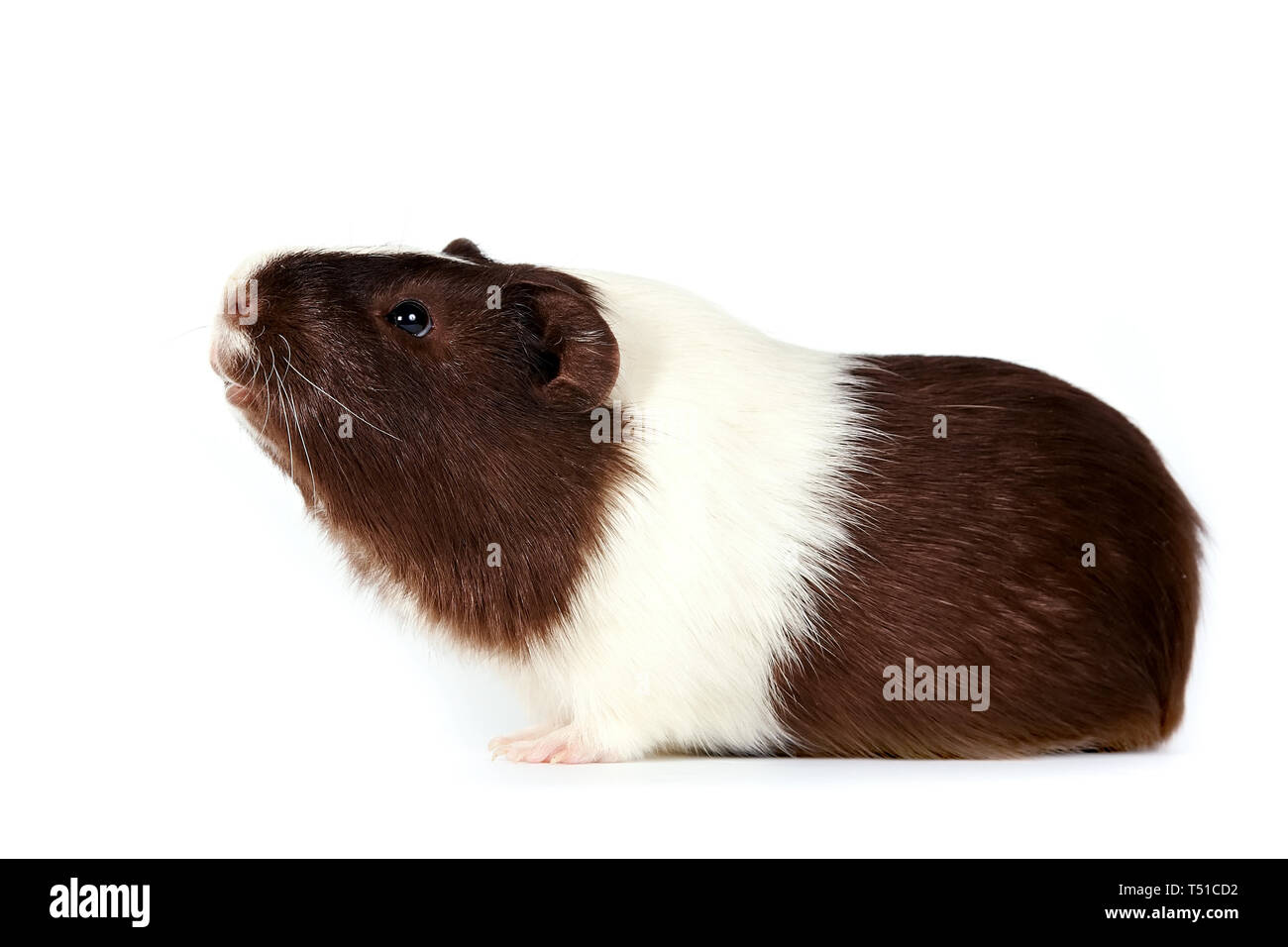 Braun-weiß neugierig Meerschweinchen auf weißem Hintergrund Stockfoto