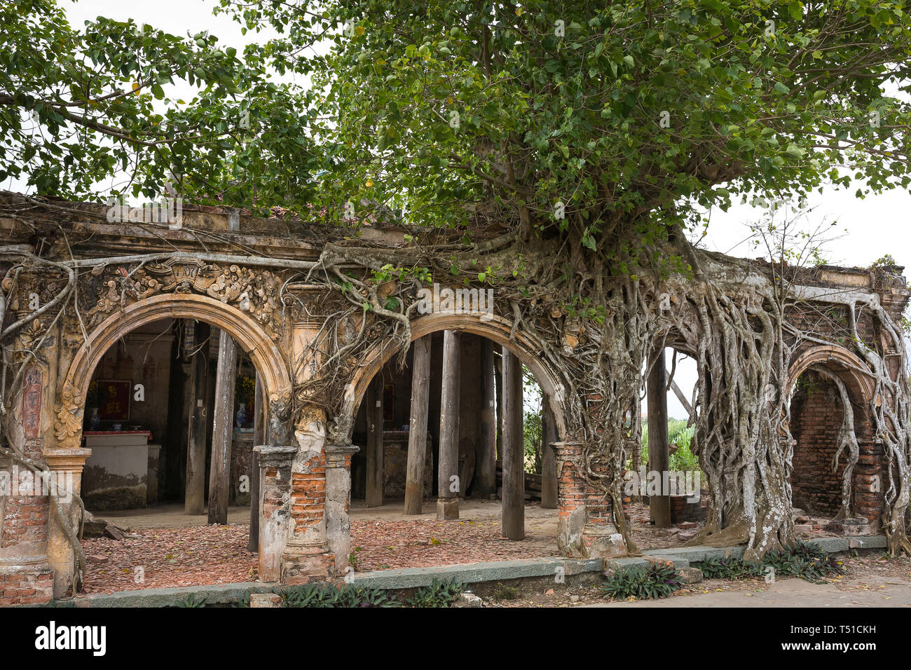 Eine antike Tempel namens Go Tan Tao Dong, Go Cong, Provinz Tien Giang, im Jahre 1907 erbaut. Die antiken Tempel mit Banyan Tree ist das Symbol der ländlichen Stockfoto