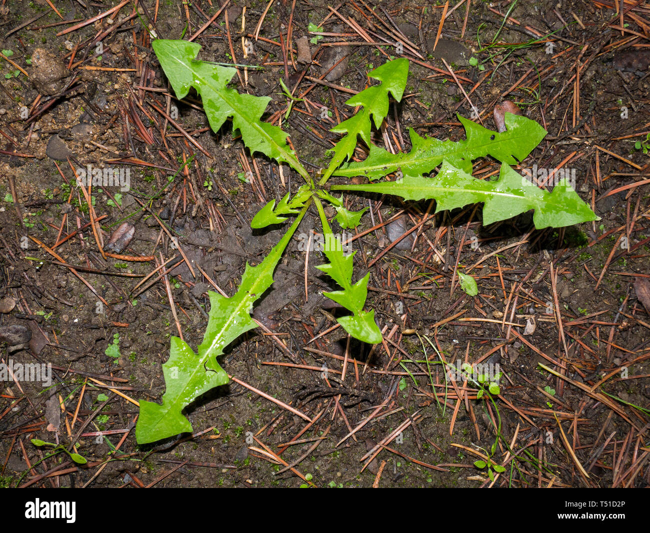 Diente de León. Sierra de Guadarrama. Madrid. España Stockfoto