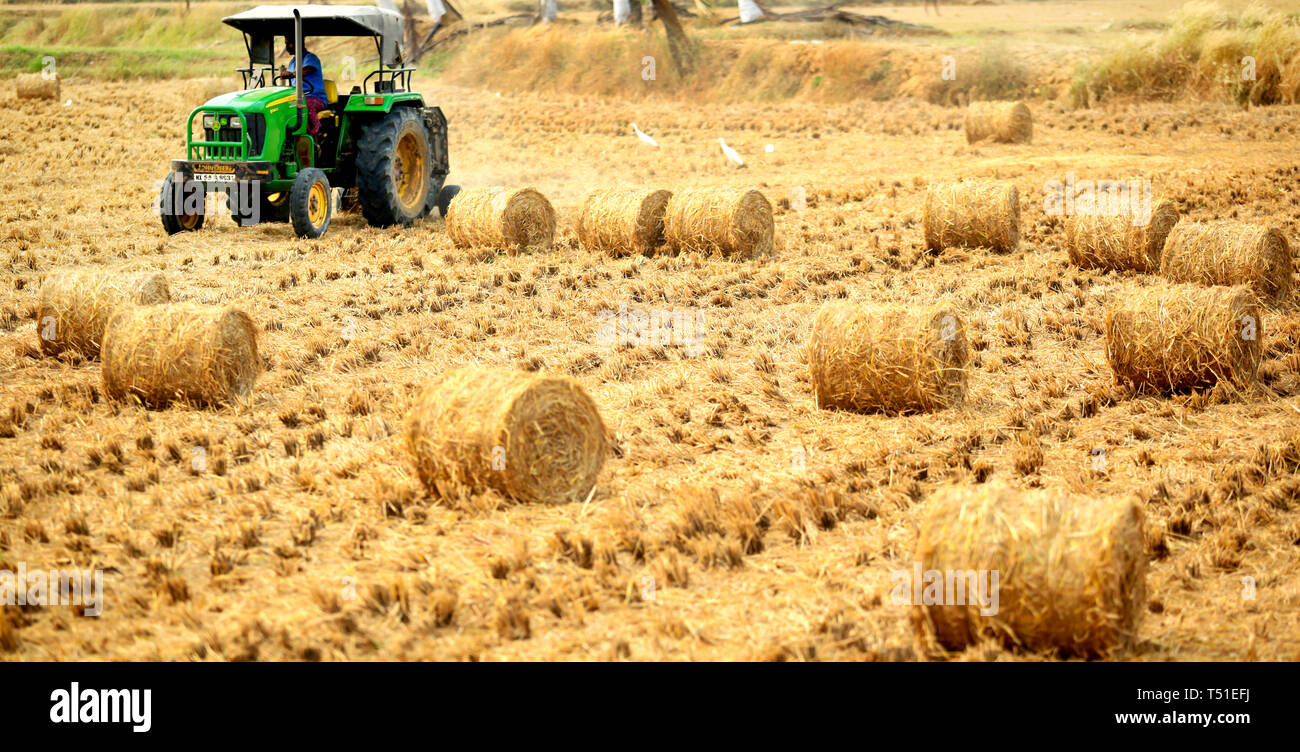 Reis SAMBA Paddy Stroh (Vaikol) Stockfoto