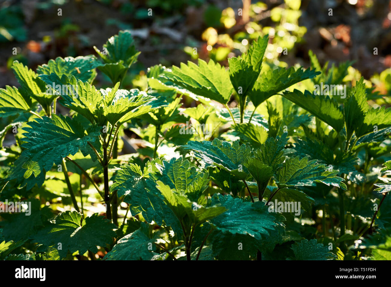 Blick auf grüne Blätter aus Brennnessel auf Wiese in den Wald. Sonniger Frühlingstag mit grünen defokussiertem Hintergrund. Stockfoto