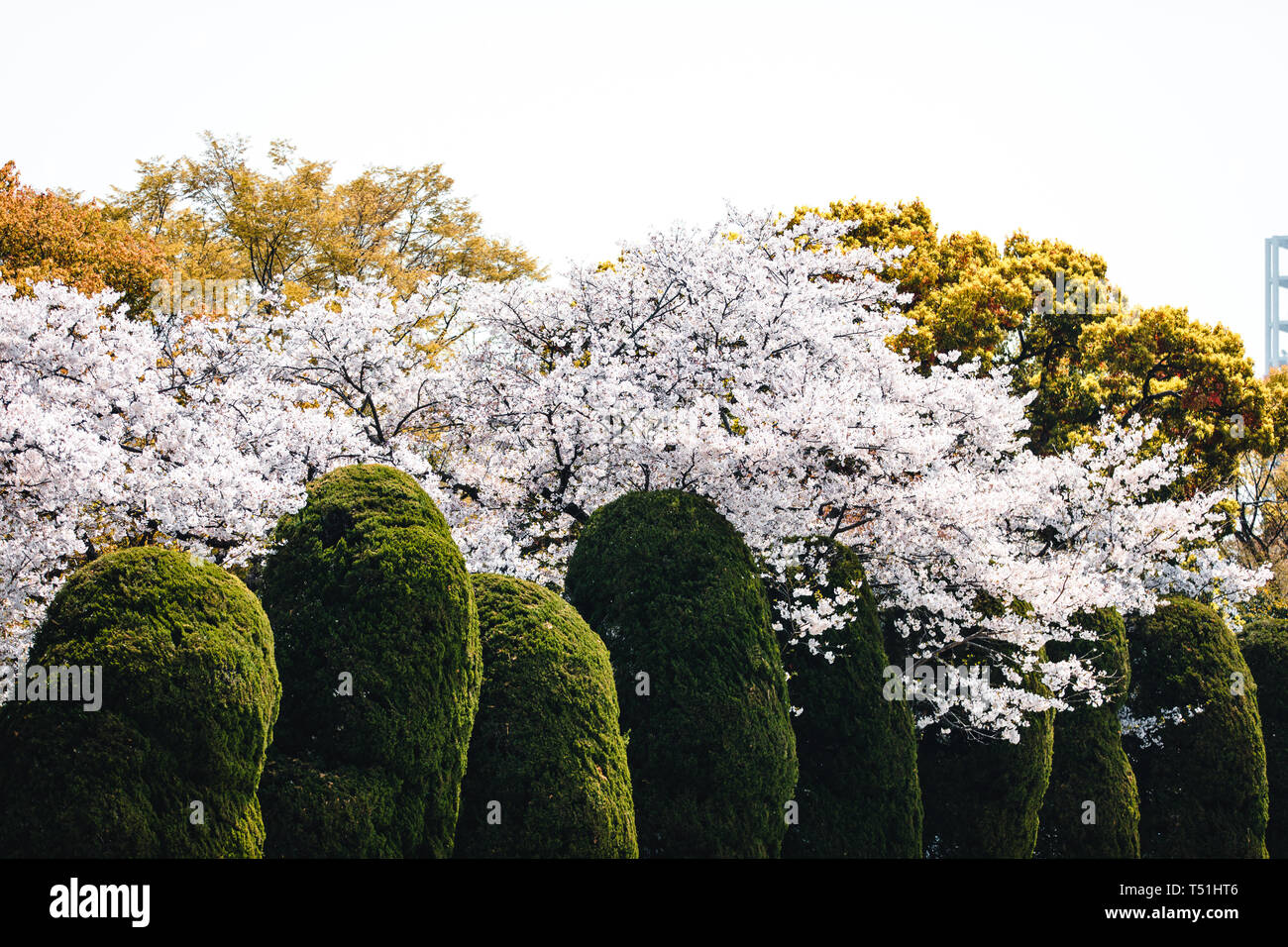 Kirschblüten im Hiroshima Peace Memorial Center Stockfoto