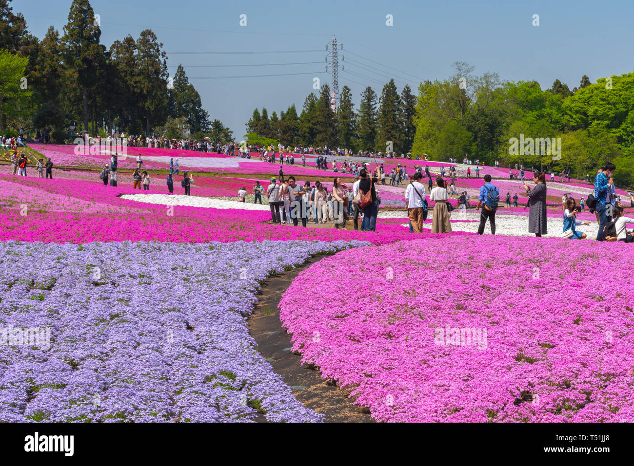 Blick auf Rosa Moss (Shibazakura, Phlox subulata) Blüte an Hitsujiyama Park. Die Shibazakura Festival in Chichibu Stadt, Saitama, Japan Stockfoto