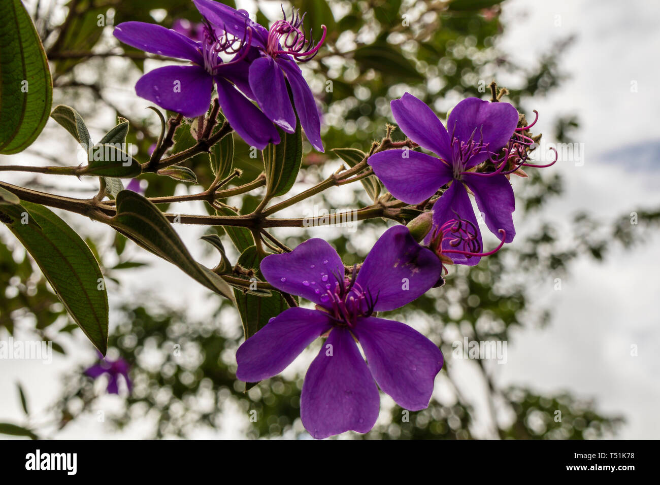 Lila Blüten Tibouchina oder Ruhm Baum mit grünen Blättern in den Garten. Stockfoto