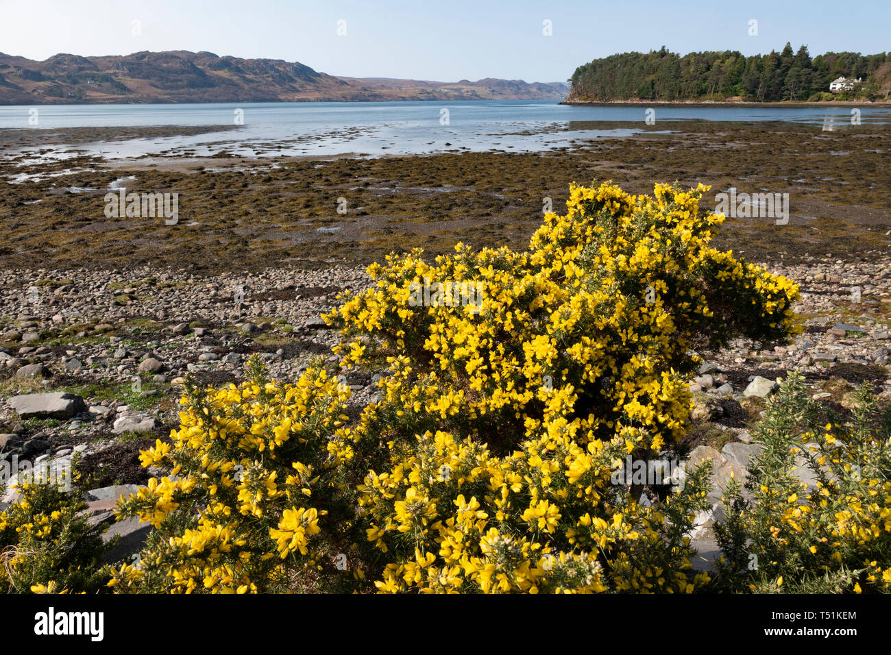 Gorse Büsche am Loch Ewe nach Poolewe, an der Westküste von Schottland. Stockfoto