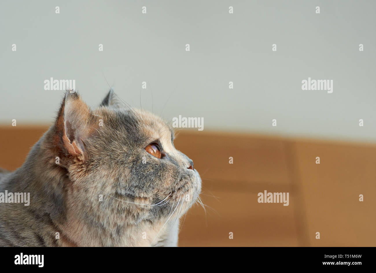 Nahaufnahme eines blau-creme Britische Katze. Auf dem Bett liegend, hat sie grosse Augen. Stockfoto