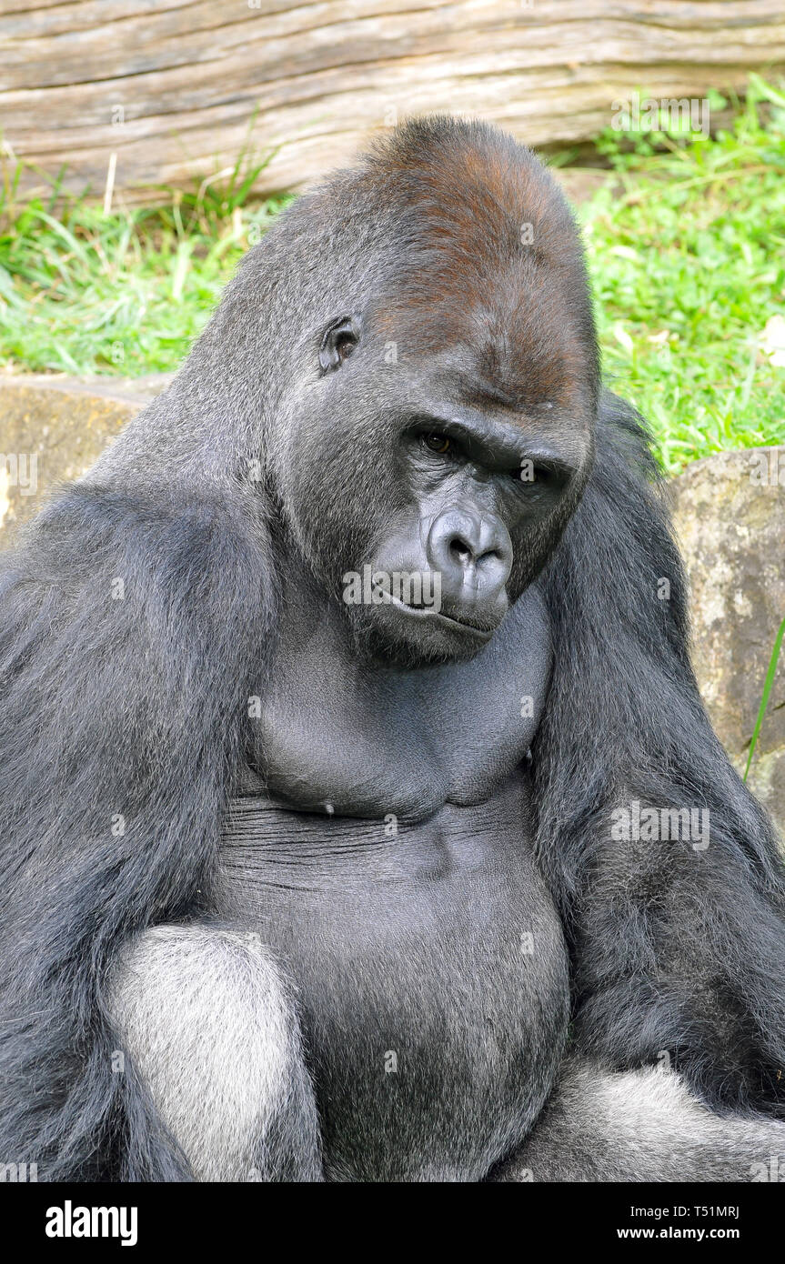 Westlicher Flachlandgorilla, Westliche Flachlandgorilla, Gorilla gorilla Gorilla, nyugati síkvidéki Gorilla Stockfoto
