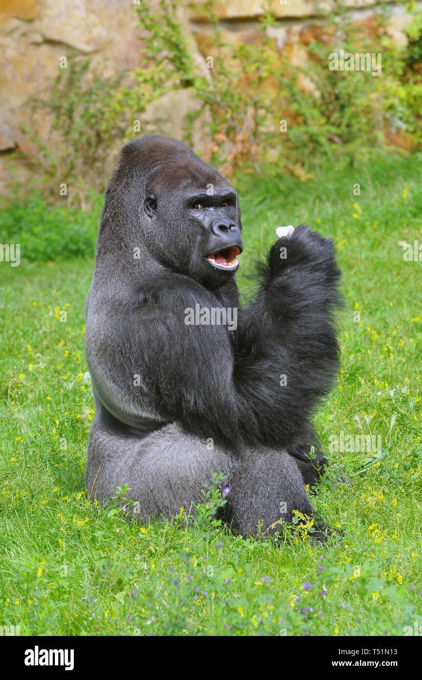 Westlicher Flachlandgorilla, Westliche Flachlandgorilla, Gorilla gorilla Gorilla, nyugati síkvidéki Gorilla Stockfoto