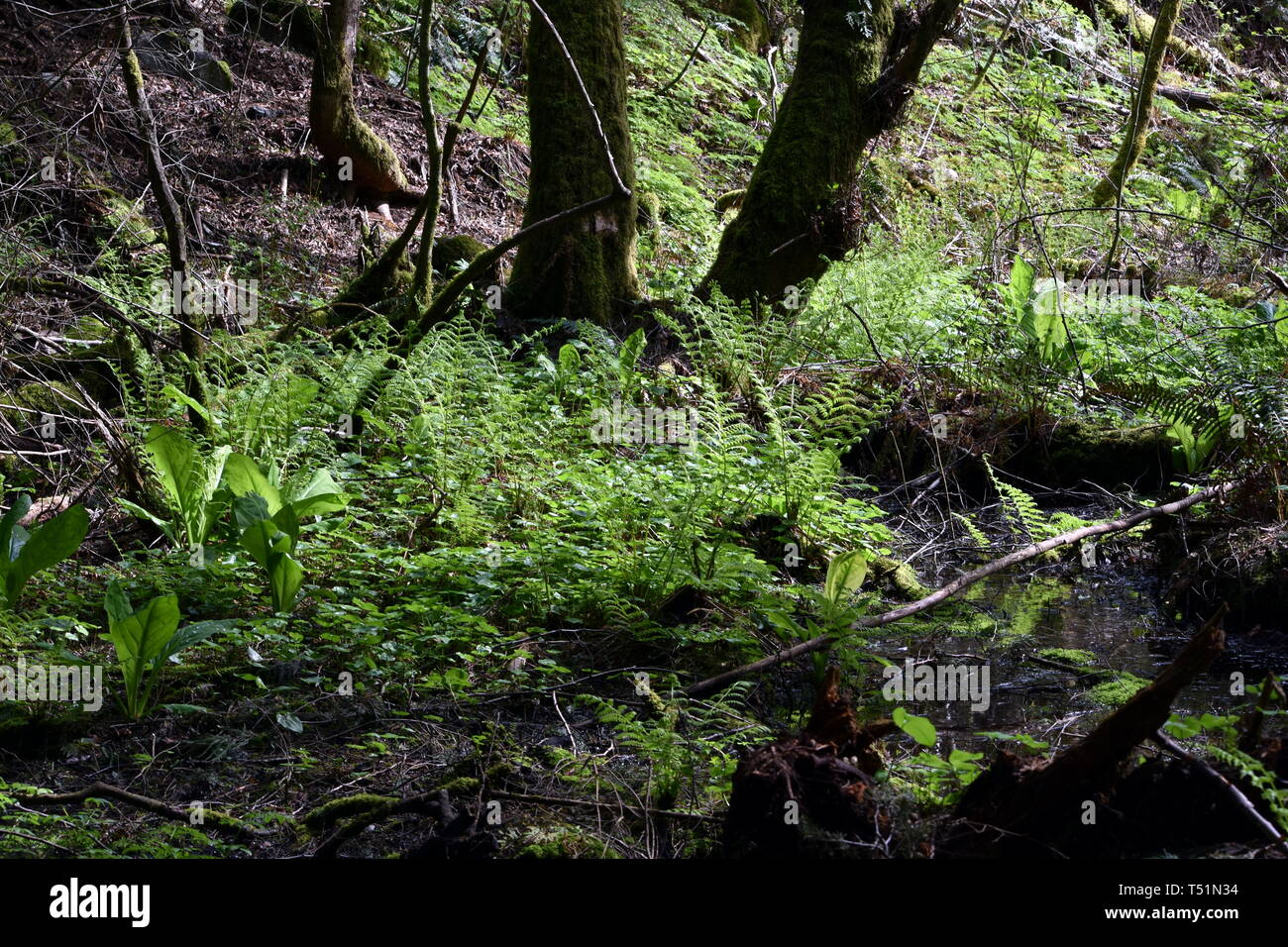 Foto von der üppigen Vegetation in einem Squamish BC Kanada regen Wald gefunden. Eine seltene urban Regenwald mit üppigen Grüns von Farnen, Moosen und alten Bäumen. Stockfoto