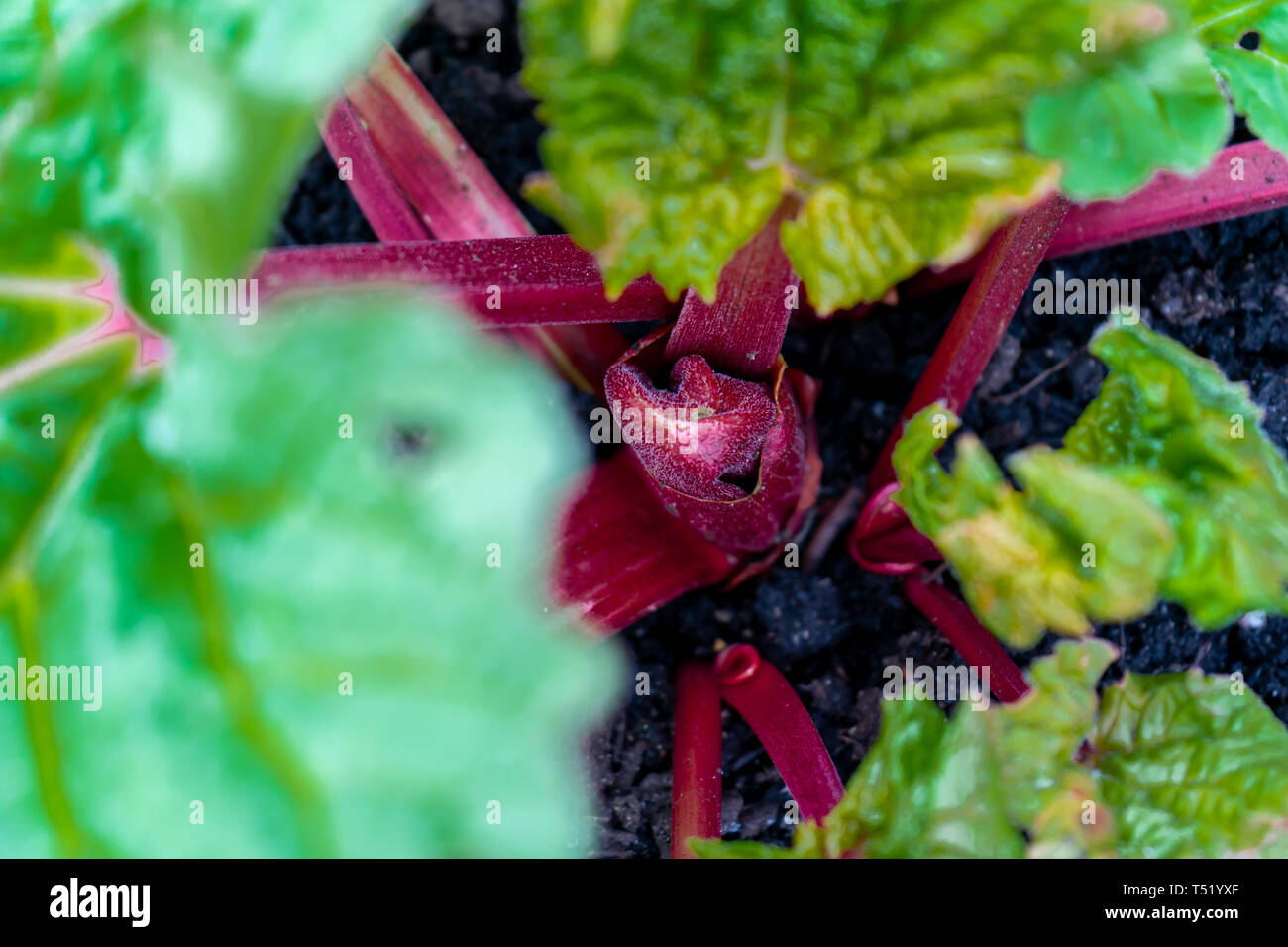 Makro Nahaufnahme von roten Rhabarber Krone aus einem Haus Garten wachsen. Selektiver Fokus, mit roten Stielen und grüne Blätter mit Oxalsäure. Edibl Stockfoto