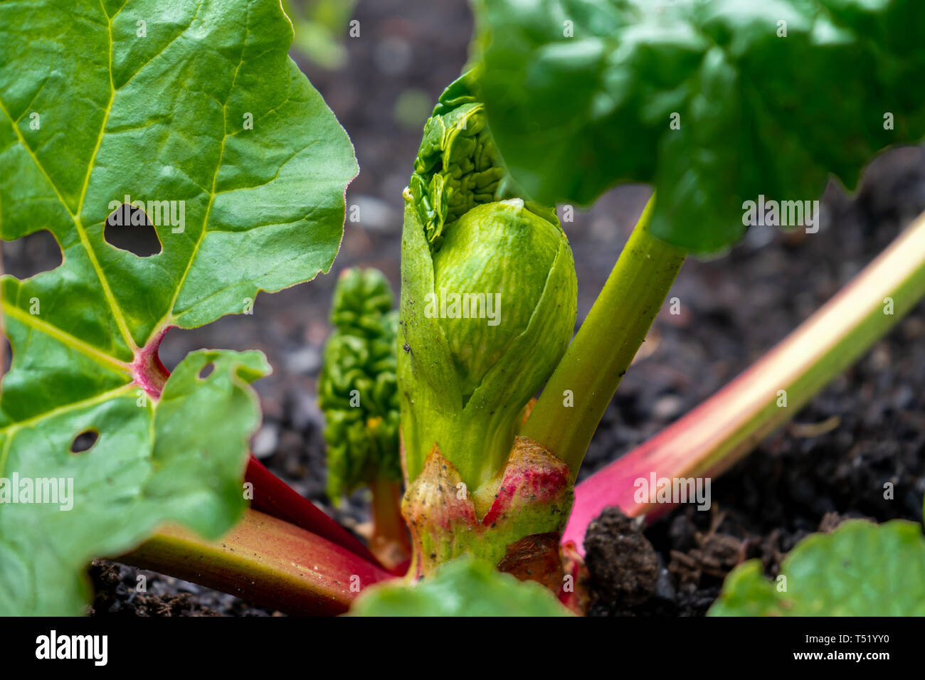 Der frühe Frühling rhubab Krone wachsende rote Rhabarberstengeln. Close Up, Makro Fotografie von Rhabarber. Grüne Blätter und Stiele. Stockfoto
