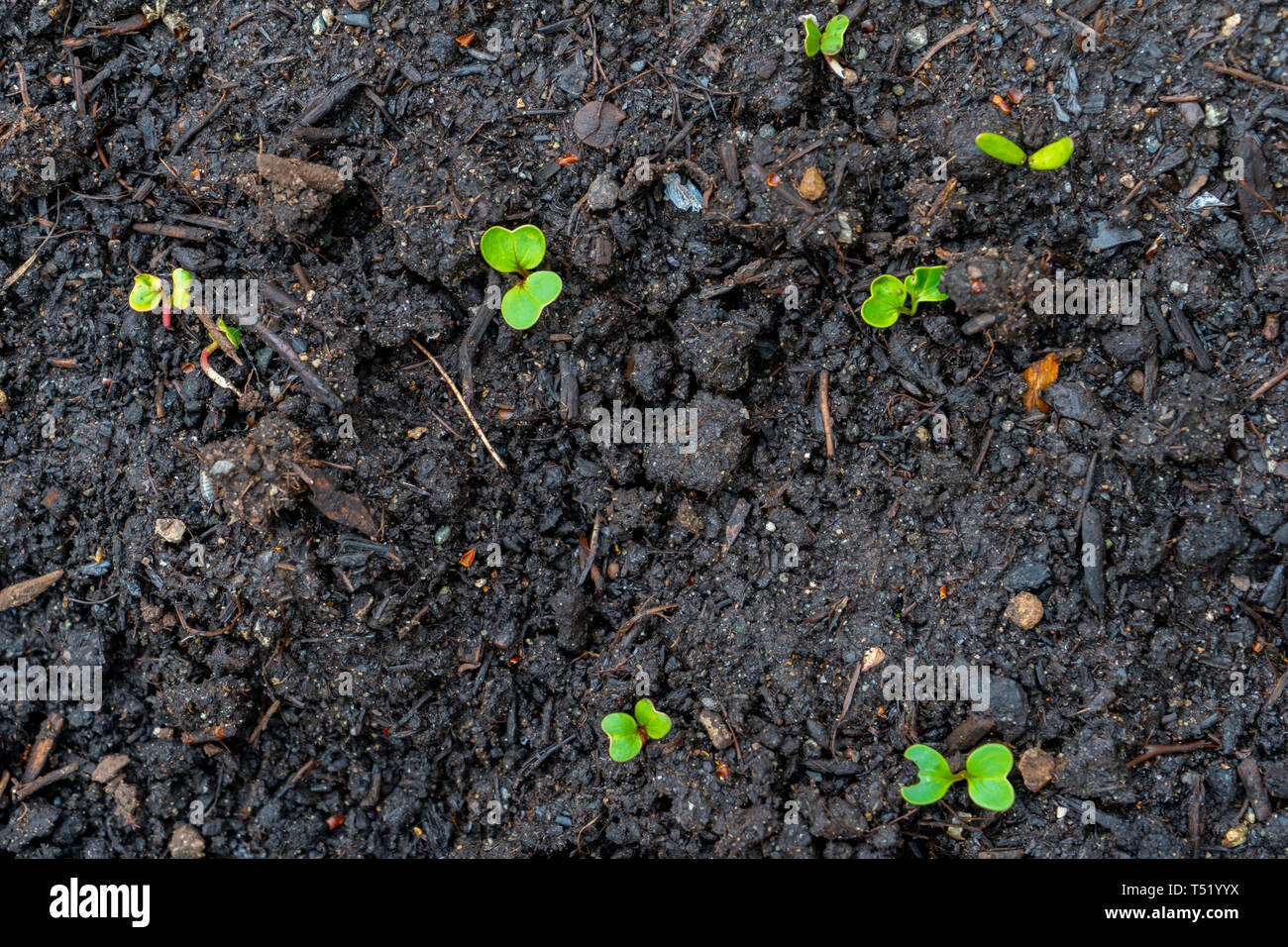 Radieschen Sämling Sprossen (schießt) aus dunklen Kompost Boden wachsen in einem echten Garten, im frühen Frühling. Zeigt helle grüne Blätter und einige rote Stiele. Stockfoto