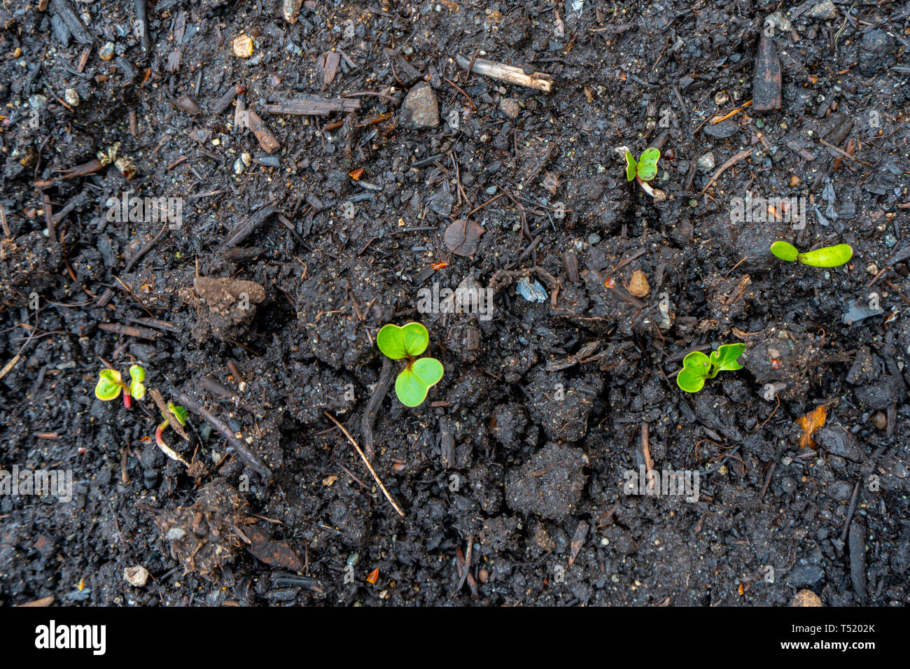 Radieschen Sämling Sprossen (schießt) aus dunklen Kompost Boden wachsen in einem echten Garten, im frühen Frühling. Zeigt helle grüne Blätter und einige rote Stiele. Stockfoto