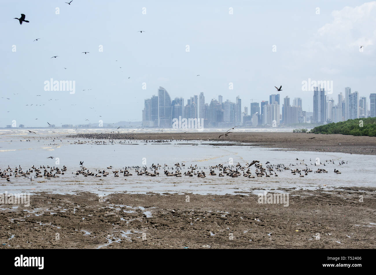 Panama Bay auf der Küstenlinie von matías Hernández Mündung an der Costa del Este in Panama Stockfoto