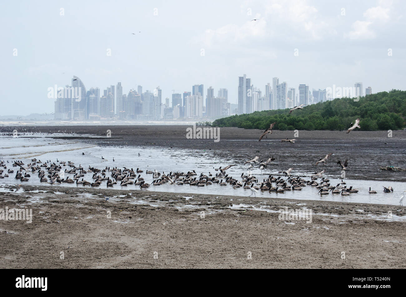 Panama Bay auf der Küstenlinie von Juan Diaz River Mouth an der Costa del Este in Panama Stockfoto