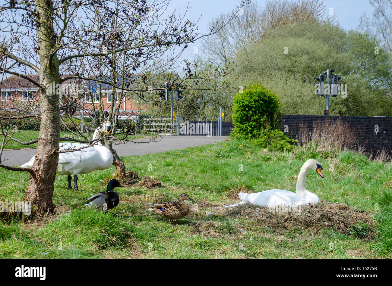 Ein paar weiße Höckerschwäne haben in der Nähe des Oberen Sees in der Ortschaft Perton in der Nähe von Wolverhampton in South Staffordshire verschachtelt. Stockfoto