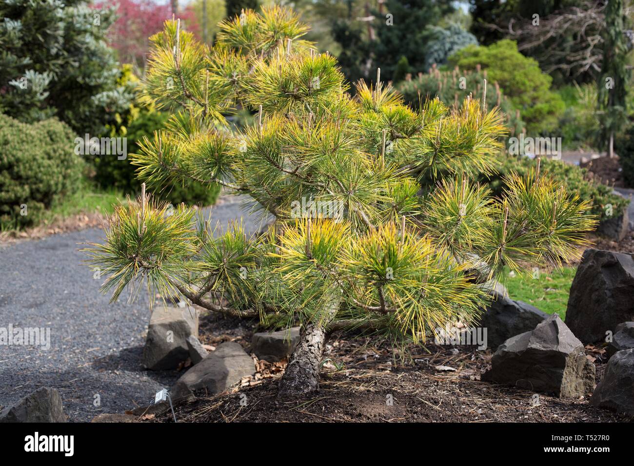 Pinus thunbergii 'Ogon' an der Oregon Garten in Silverton, Oregon, USA. Stockfoto