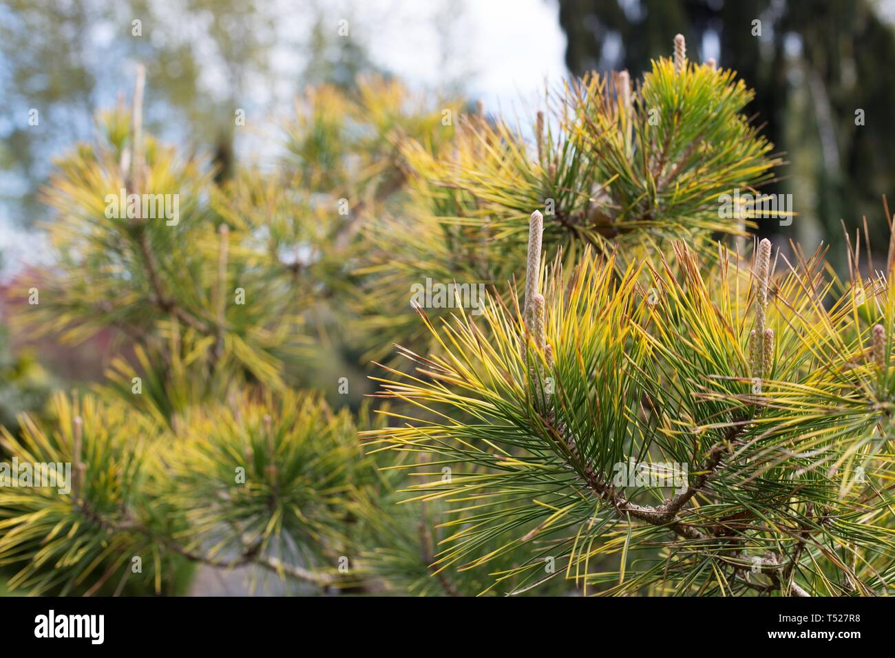 Pinus thunbergii 'Ogon' an der Oregon Garten in Silverton, Oregon, USA. Stockfoto