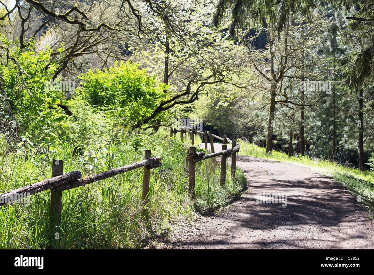 Oak Grove Trail an der Oregon Garten in Silverton, Oregon, USA. Stockfoto