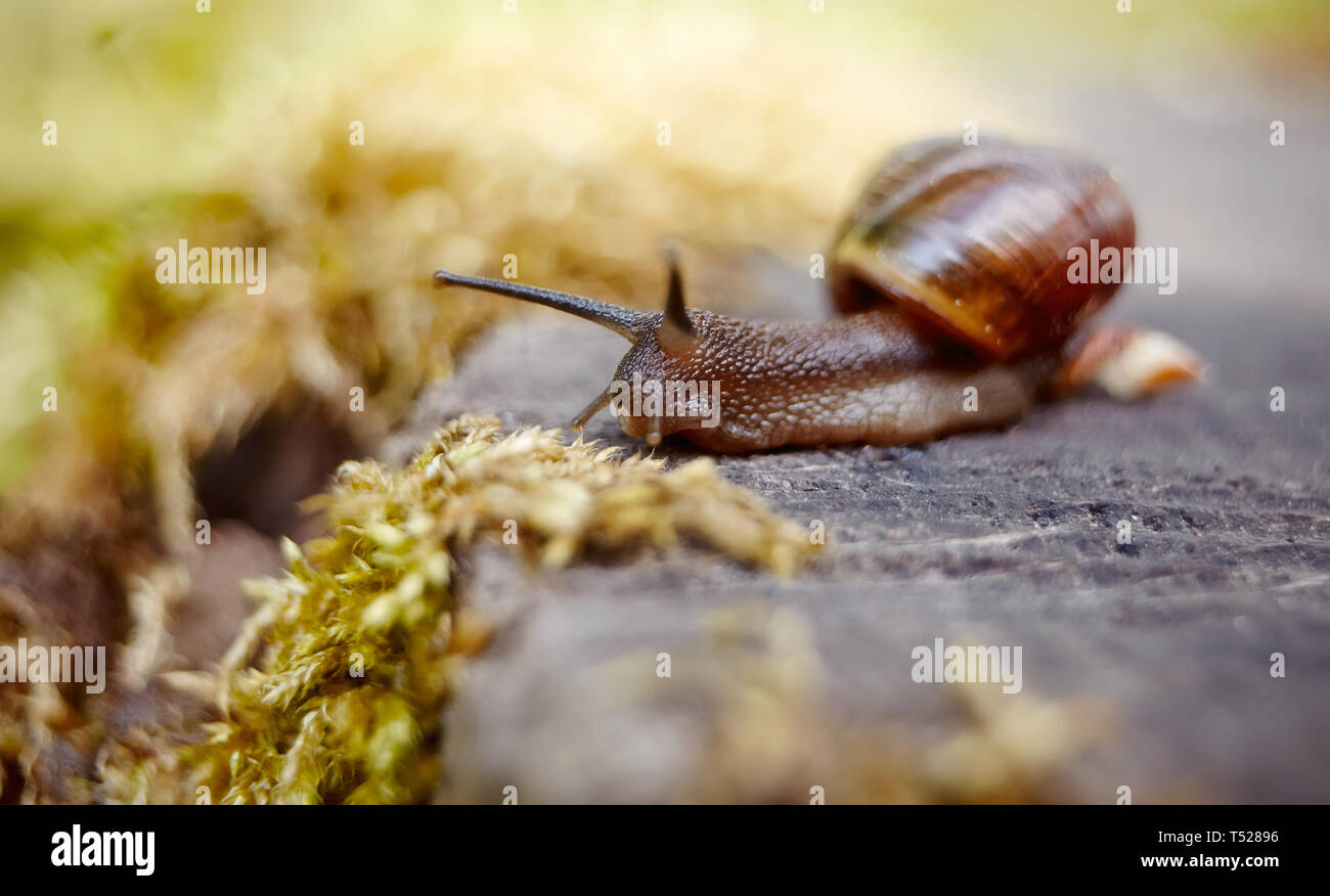 Eine kleine braune Schnecke kriecht in der Umwelt. Stockfoto