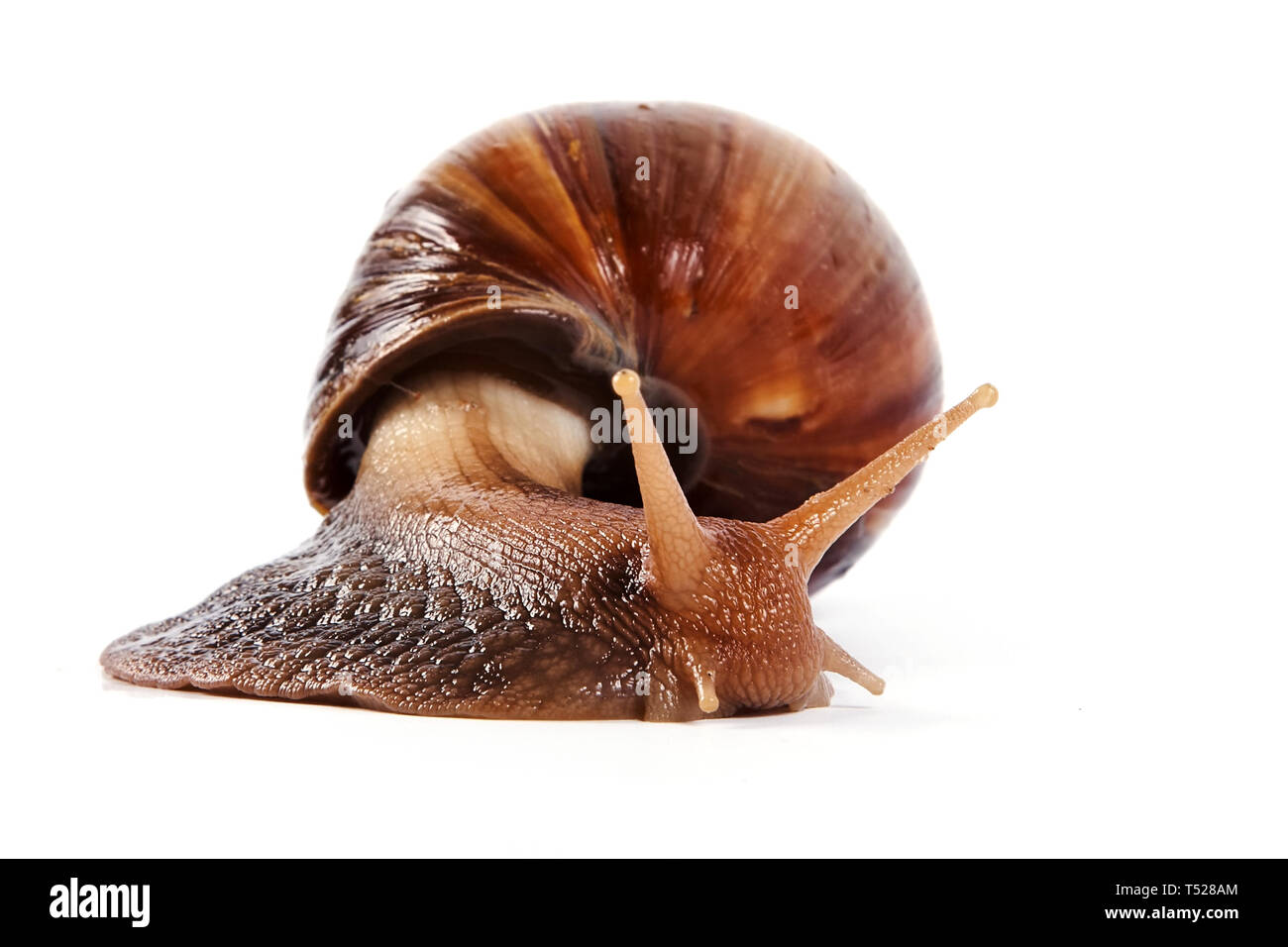 Akhatin der Schnecke auf weißem Hintergrund Stockfoto